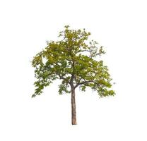 Tree that are isolated on a white background are suitable for both printing and web pages photo