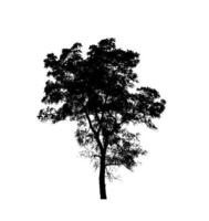 Isolated tree silhouette for brush on white background photo