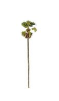 sugar palm that are isolated on a white background are suitable for both printing and web pages photo