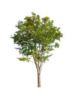 Tree that are isolated on a white background are suitable for both printing and web pages photo