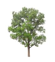 Trees that are isolated on a white background are suitable for both printing and web pages photo