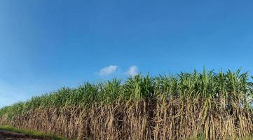 campos de caña de azúcar y cielo foto