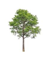 Tree that are isolated on a white background are suitable for both printing and web pages photo