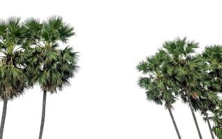 Palm tree group. High resolution tree landscape isolated on white background for print and web page with cut paths and alpha channels. photo