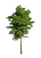 Trees that are isolated on a white background are suitable for both printing and web pages photo