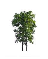 Trees that are isolated on a white background are suitable for both printing and web pages photo