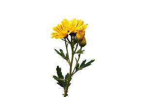 fresh yellow chrysanthemum photo