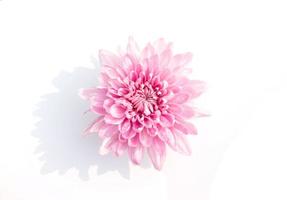 pink chrysanthemum flower photo