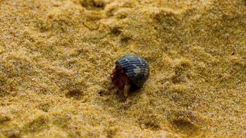 Einsiedlerkrebs auf dem Strandsand auf Phuket Island Thailand. video