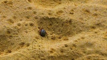 crabe ermite sur le sable de la plage sur l'île de phuket en thaïlande. video