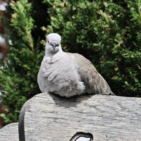 A view of a Bird photo