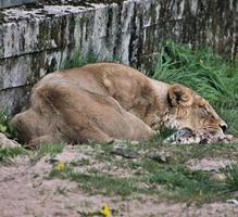 A view of a Lion photo