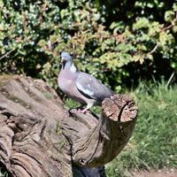 A view of a Pigeon photo