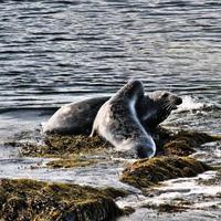 A view of a Seal off the coast of the Isle of Man photo