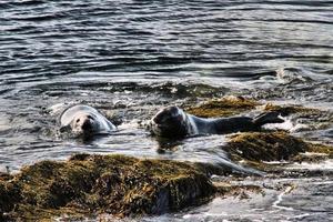 A view of a Seal off the coast of the Isle of Man photo