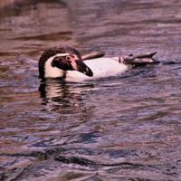 A view of a Penguin photo