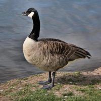 A view of a Canada Goose photo