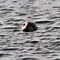 A view of a Seal off the coast of the Isle of Man photo