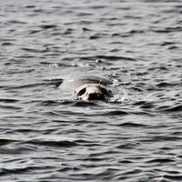 una vista de una foca frente a la costa de la isla de man foto