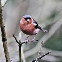 A view of a Chaffinch photo