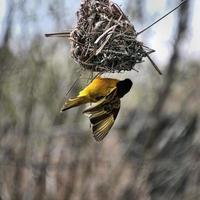 una vista de un pájaro tejedor del pueblo foto