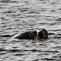 una vista de una foca frente a la costa de la isla de man foto