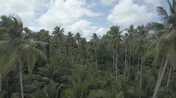 Aerial landscape view of white sea and sunny tropical beach. video