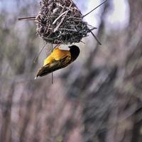 A view of a Village Weaver bird photo