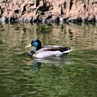 A view of a Mallard Duck photo