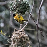 A view of a Village Weaver bird photo