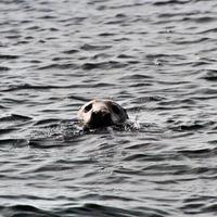 A view of a Seal off the coast of the Isle of Man photo