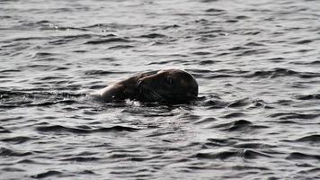 A view of a Seal off the coast of the Isle of Man photo