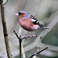 A view of a Chaffinch photo