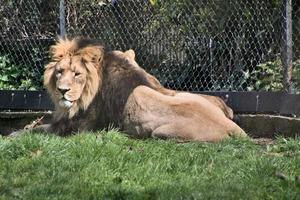 A view of a Lion photo