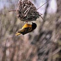 A view of a Village Weaver bird photo