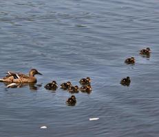 A view of a Mallard photo