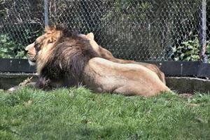 A view of a Lion photo