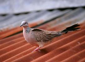 Pigeon Bird on roof photo