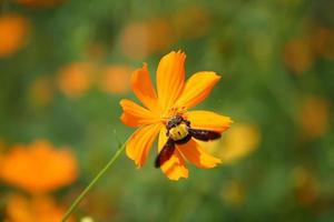 scarab beetle on the plant photo