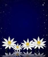 lotus white night sky background photo