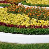 Coleus flowerpot. Beautiful perspective of natural coleus plant leaves photo