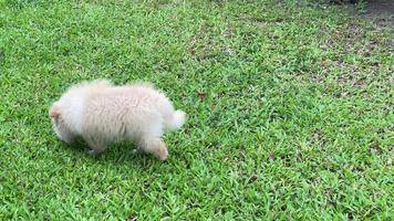 pequeno pomeranian está correndo se divertindo. video