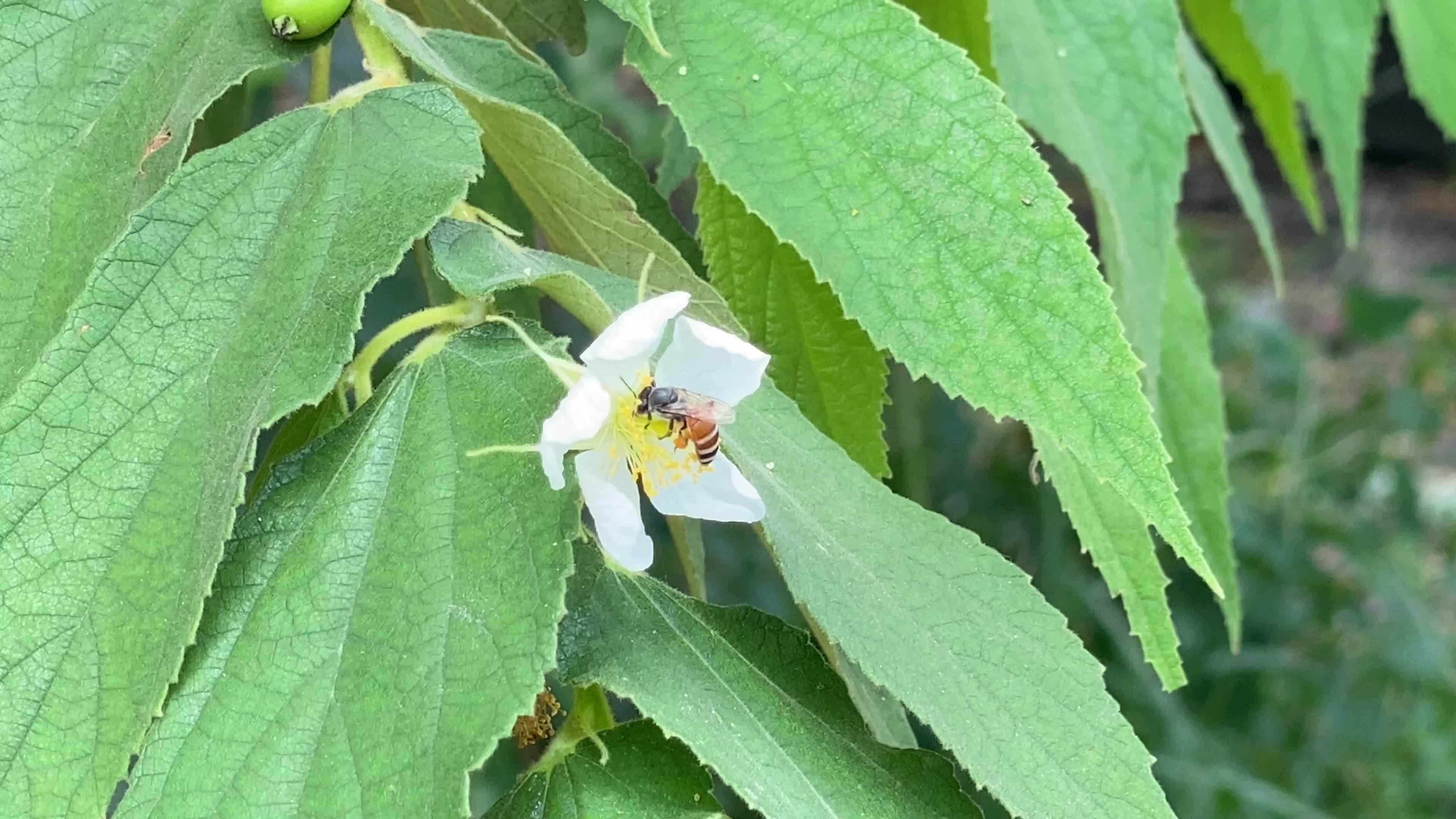 A group of bees searching for flower pollen. Important for environment
