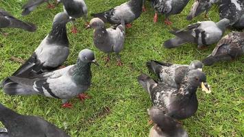 Flock of pigeons having fun in the park video