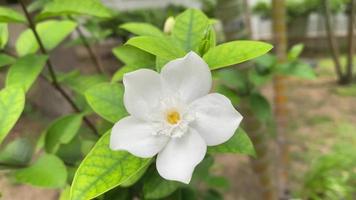 flores blancas de cinco pétalos están floreciendo, color blanco, pequeños cinco pétalos con polen amarillo video