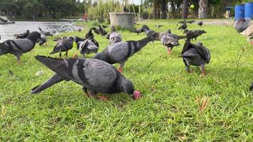 flock av duvor har roligt i de parkera video