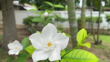 Five-petaled white flowers are blooming,white color,small five petals with yellow pollen video