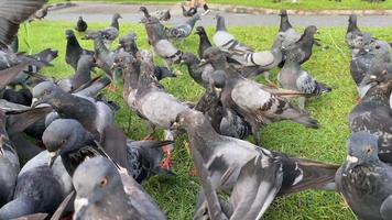 troupeau de pigeons s'amusant dans le parc video