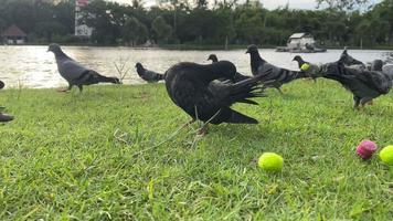 flock av duvor har roligt i de parkera video