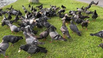 troupeau de pigeons s'amusant dans le parc video